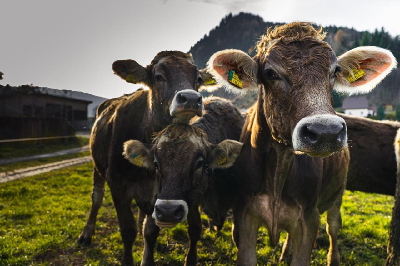 Pension Glitschnerhof Aigen im Ennstal Kültér fotó